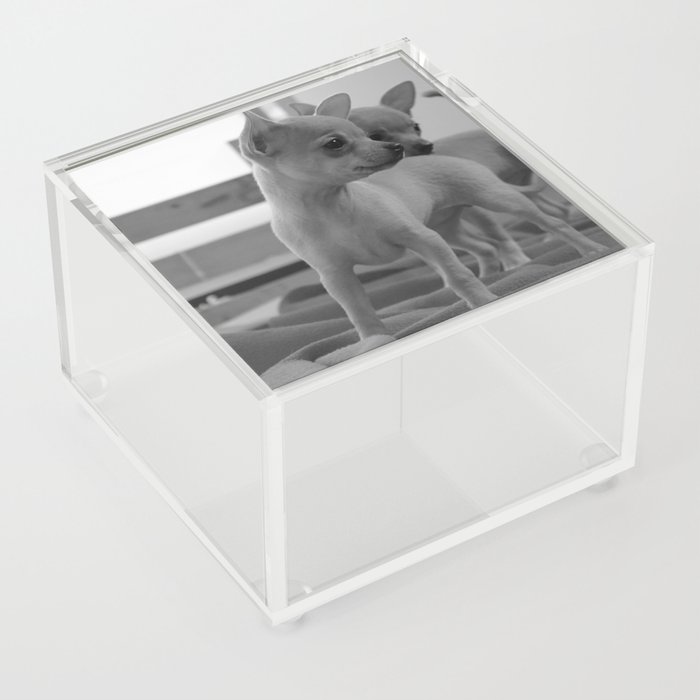 Chihuahua Acrylic Box