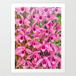 Pink Epiphytic Orchid (Dendrobium anosmum) Art Print