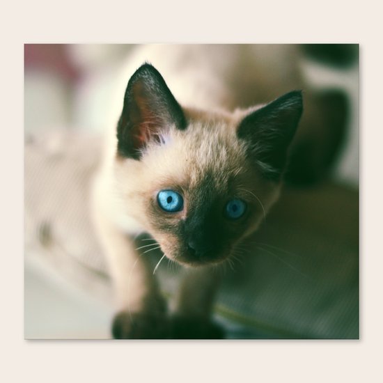 Melody Canvas Print
