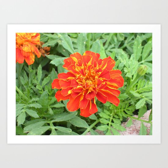 Marigold Art Print