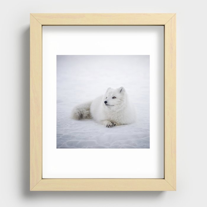 White snow arctic fox Recessed Framed Print