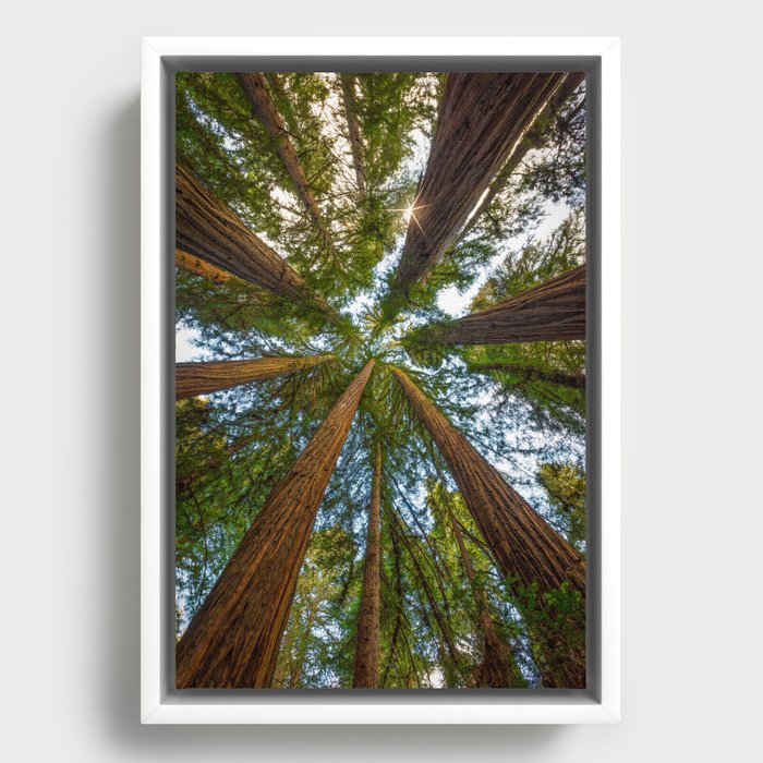 Framed Canvas