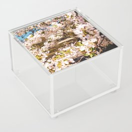 Cherry Blossom in Central Park New York Acrylic Box