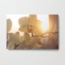orchids and sun2 Metal Print | Digital Manipulation, Film, Macro, Long Exposure, Hi Speed, Double Exposure, Photo, Color 