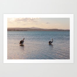 Beautiful Pelicans on the Lake Nature Photography at Sunset Art Print