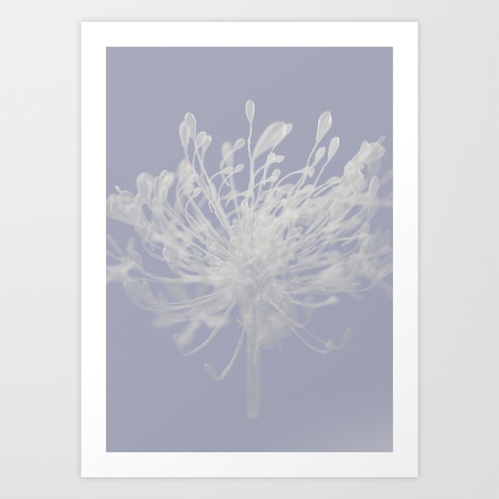 Soft contemporary abstract flower  Art Print