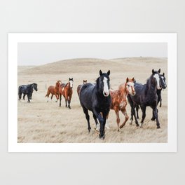 Wild Horses In the Field Art Print