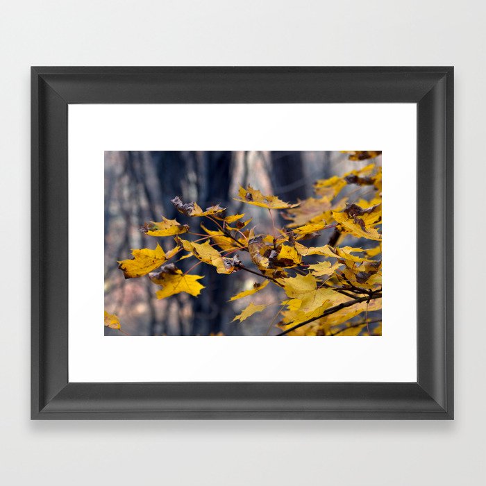 Maple leaves, early winter - Forest Park Collection Framed Art Print