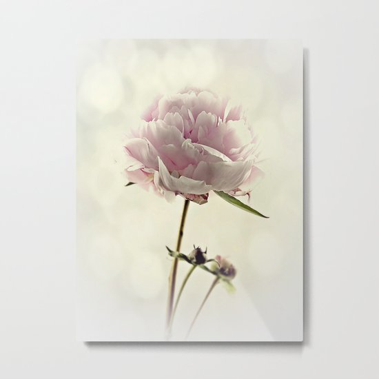 Perfect Peony Metal Print