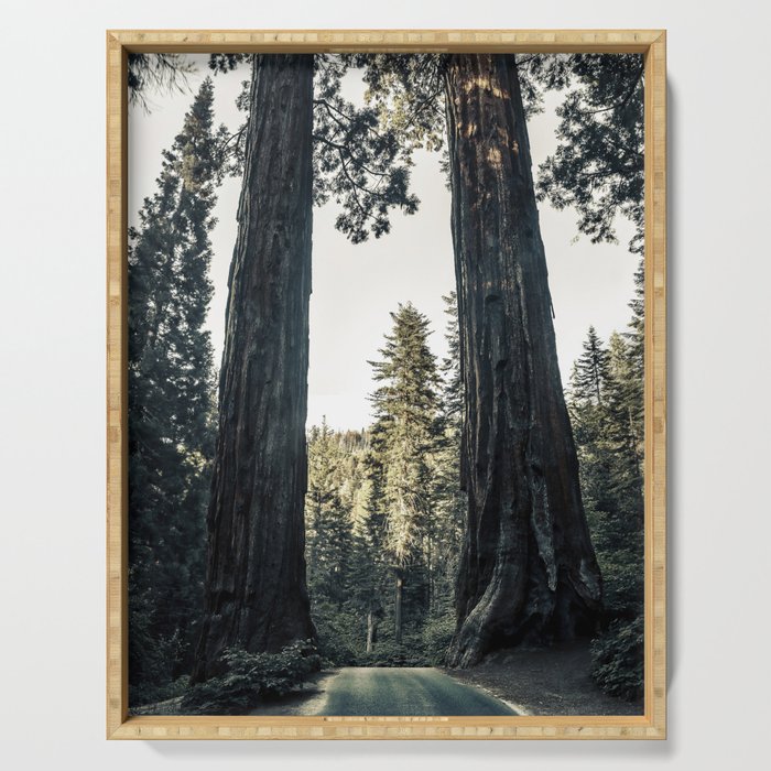 Twin giant redwoods / sequoias Pacific Coast California nature color landscape photograph / photography Serving Tray