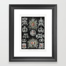 Stephodea by Ernst Haeckel 1904 : Art Forms in Nature Framed Art Print