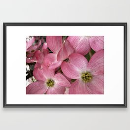 Playful Pink Dogwood Flowers Blooms Framed Art Print