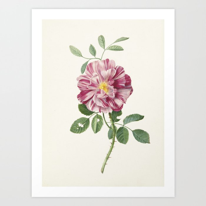 Vintage Yellow Rose Botanical