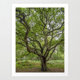 Old Oak Tree Art Print | Foliage, Oaktree, Branches, Oak, Ancient, Trunk, Leaves, Photo, Tree, Green 