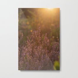Heather during golden hour Metal Print | Color, Heath, Evening, Plants, Natural, Landscape, Photograph, Sunlight, Colors, Purple 