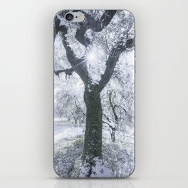 Snow Covered Olive Grove. Tuscany iPhone Skin