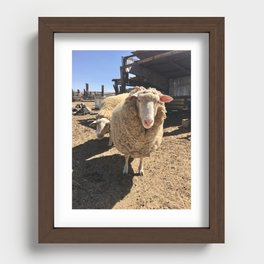 california sheep Recessed Framed Print