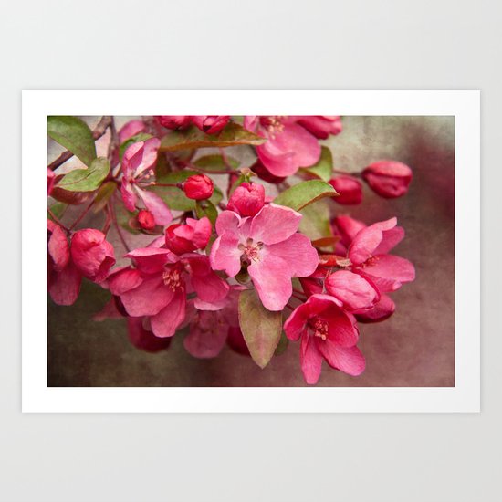 Vintage Crabapple Art Print