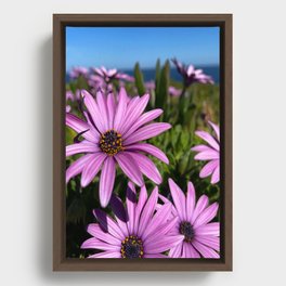 Purple Daisies Framed Canvas