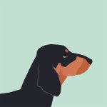 Dear Doxie