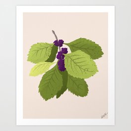 Purple Beautyberry Art Print