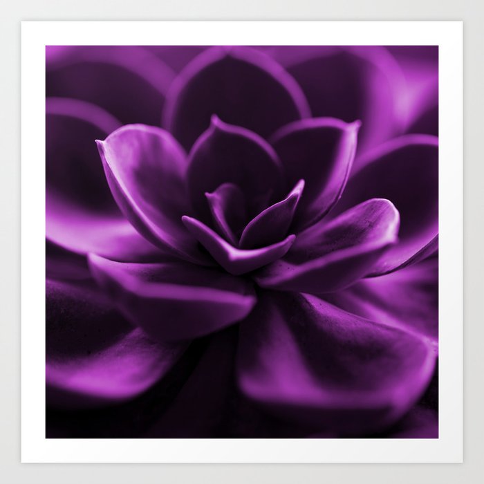 Succulent Plant In Violet Color #decor #society6 #buyart Art Print