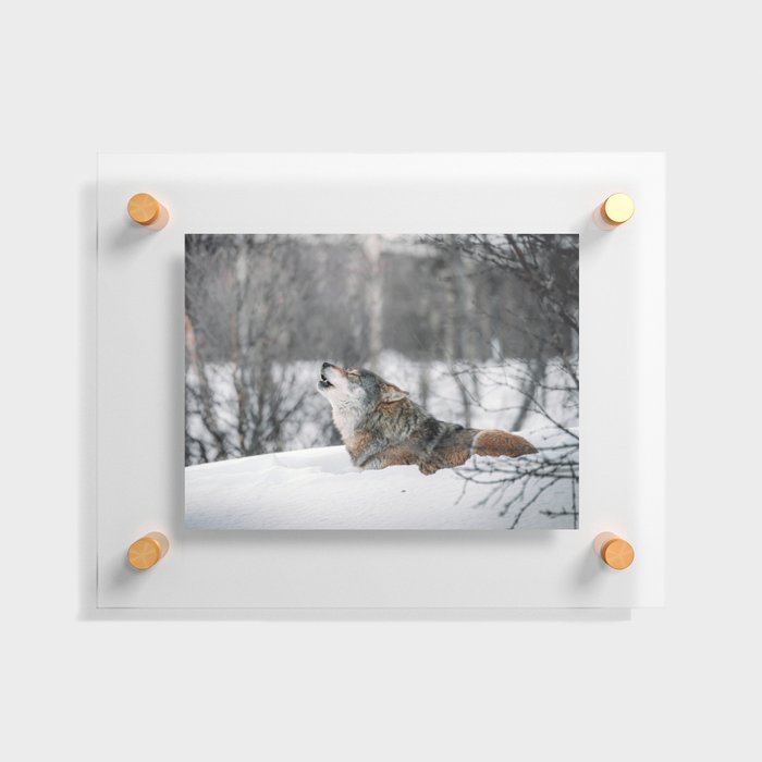 Wolf Howling In The Forest In The Snow Floating Acrylic Print