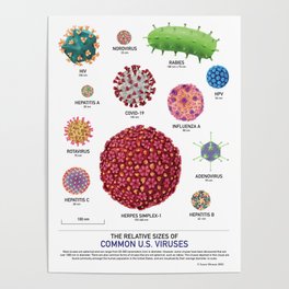 The Relative Sizes of Common U.S. Viruses Poster