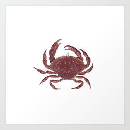 Rock Crab Art Print
