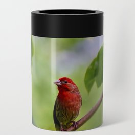 Red Finch Can Cooler