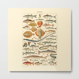 Vintage Fish Diagram // Poissons by Adolphe Millot 19th Century Science Textbook Artwork Metal Print | Drawing, Hygge Girl Photos, Rustic Cottage House, College Dorm Decor, Nature Garden Chart, Picture Pictures, Painting Paintings, Trippy Neutral Color, Country Home Diagram, Underwater Ocean 