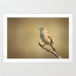 Image of sparrow on a tree branch on nature background. Bird. Animals. Art Print | Photo, Naturepictures, Zoo, Nature, Wildanimals, Outdoor, Natural, Littlebird, Wildlife, Mascot 