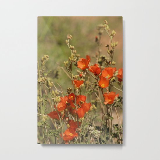 Desert Wildflower - 4 Metal Print