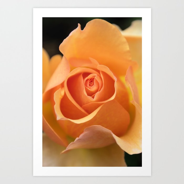 Orange Rose | Flower Photography | Botanical Art Print