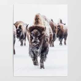 Winter Buffalo Poster