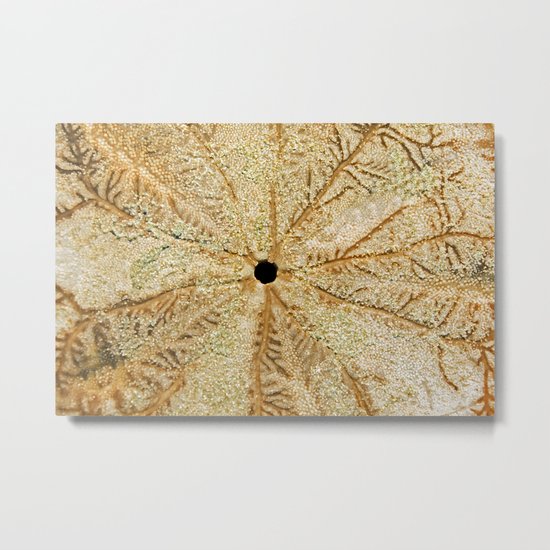 SAND DOLLAR Metal Print