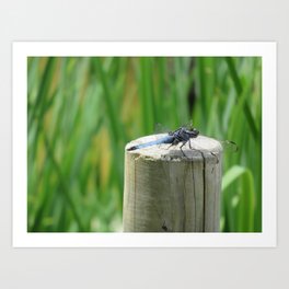 My Pet Dragonfly Art Print | Grasses, Black, Photo, Green, Color, Digital, Blue, Dragonfly, Woodpost 