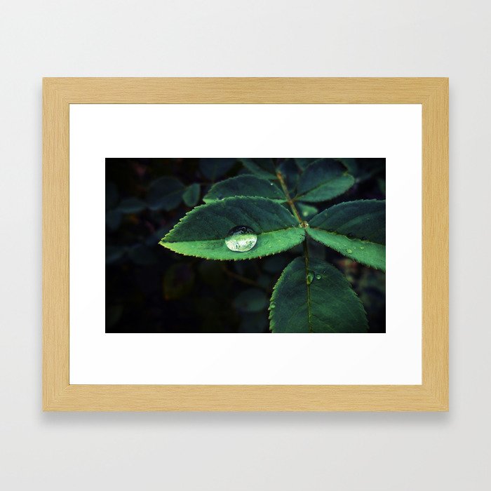 Raindrop on leaf  Framed Art Print
