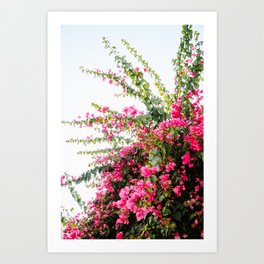 Pink Summer Flowers | Vibrant & Bright Nature Photography Art Print
