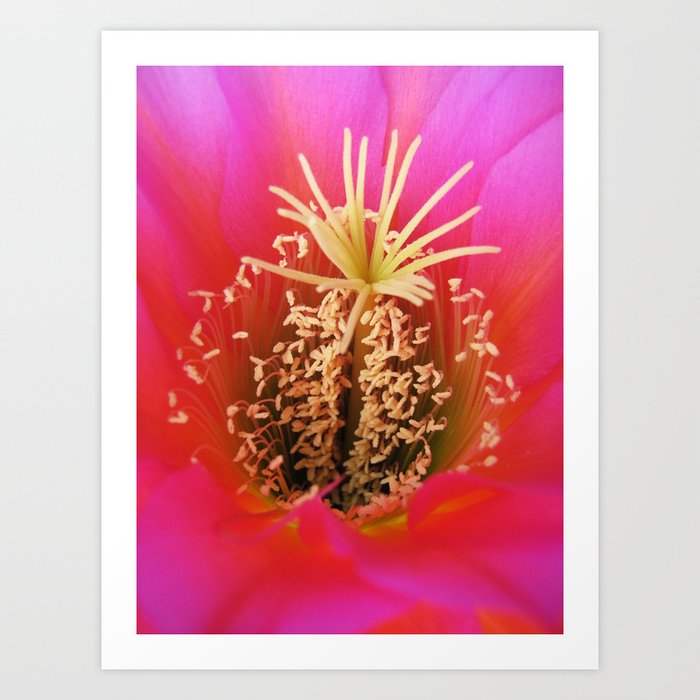 Pink Red Cactus Flower Art Print