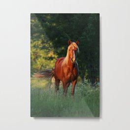 Vertical Shot Beautiful Brownish Horse Standing Metal Print