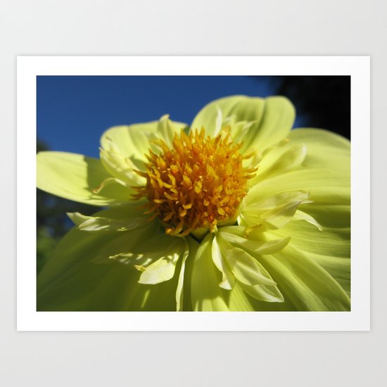 Dahlia 14 Art Print
