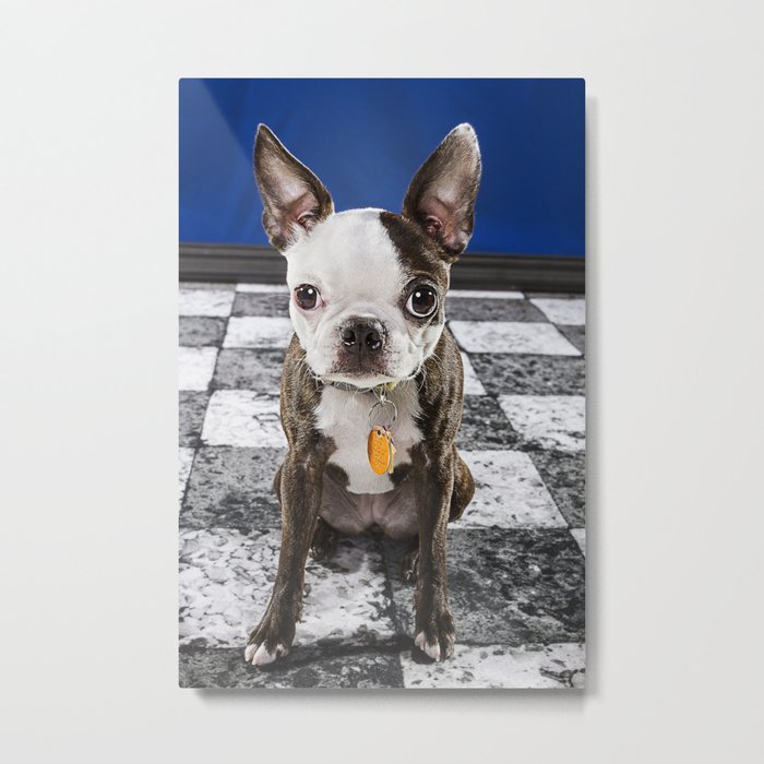 Murphy June- Boston Terrier Metal Print