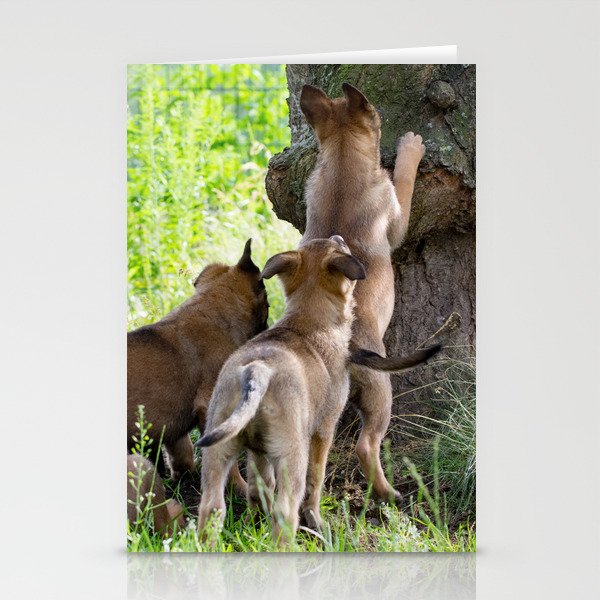 Cute 8 Weeks Old Malinois Puppies Stationery Cards By Tanjariedel Society6