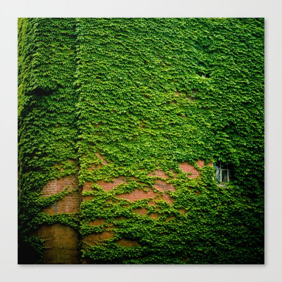 ivy takeover Canvas Print