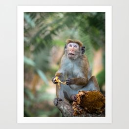 Toque Macaque Monkey Eating Fruit Sri Lanka Art Print