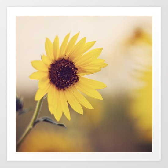 Sunflower Art Print