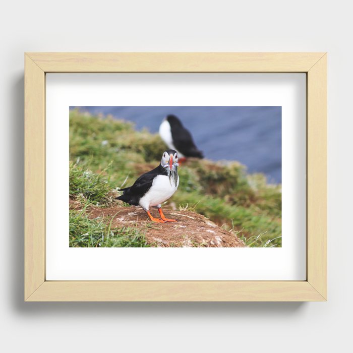 Puffin with prey in its beak Recessed Framed Print