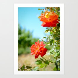 Roses in Santa Ynez California Vineyard Art Print