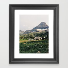 Montana Mountain Goat Family Framed Art Print